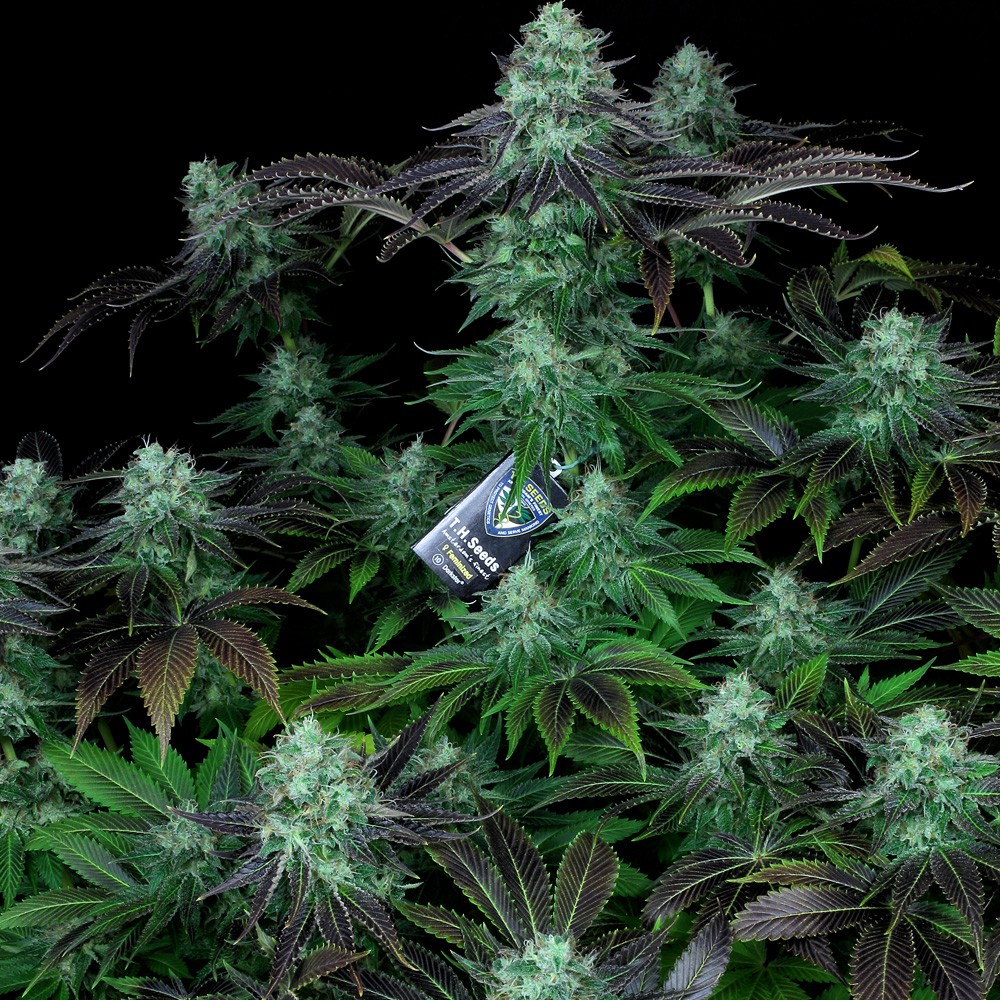 Сорта марихуаны семена спайс 2012