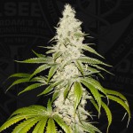 Mont Blanc by T.H.Seeds™ Feminized