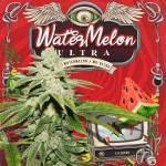 WaterMelon Ultra by T.H.Seeds™
