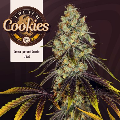 French Cookies Feminized