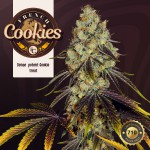 T.H.Seeds™ French Cookies 710 Special Pack