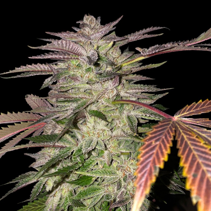 High THC marijuana feminized strain for novice growers