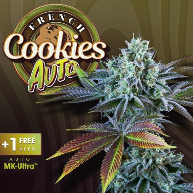 Auto French Cookies by T.H.Seeds™