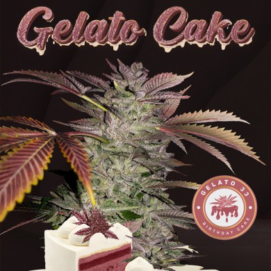 Gelato Cake by T.H.Seeds™ Feminized