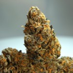 French Cookies Feminized - Dry