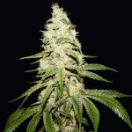 Mont Blanc by T.H.Seeds™ Feminized - 2-Pack