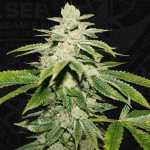 WaterMelon Ultra by T.H.Seeds™