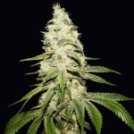 Mont Blanc by T.H.Seeds™ Feminized