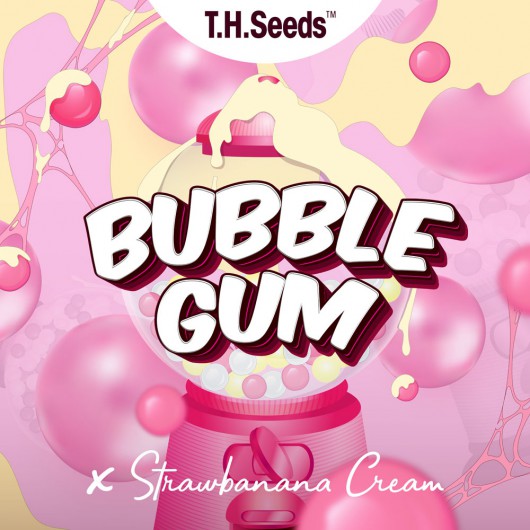 OG Bubblegum X SBC - Regular Limited Edition Seeds