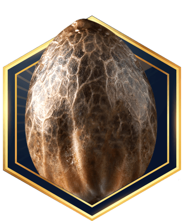 T.H.Seeds® Anatomia de Semillas